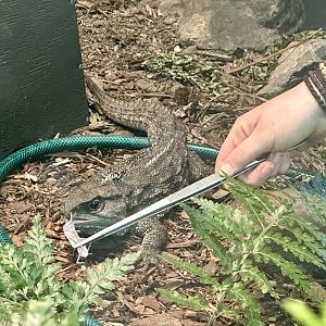 Keeper Feeding Tuatara
