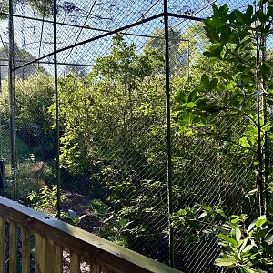 Caracal Exhibit (Right Side)