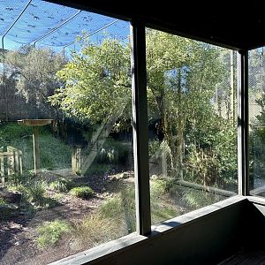Caracal Exhibit (Viewing Window)