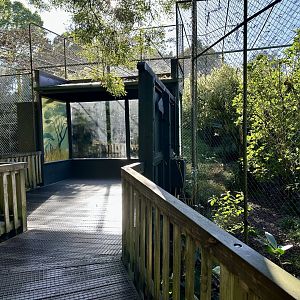 Caracal Exhibit (Now Open)