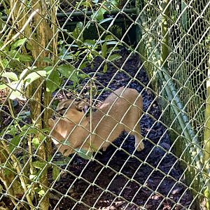 Caracal (Scratching Tree)