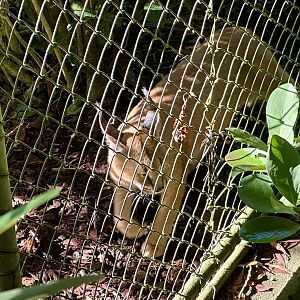 Caracal (Caracal caracal)