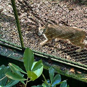 Caracal (Caracal caracal)