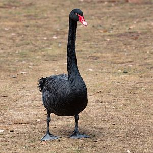 Black Swan (wild bird)