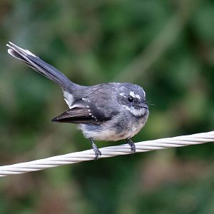 Grey Fantail (wild bird)