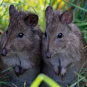 Long-nosed Potoroo