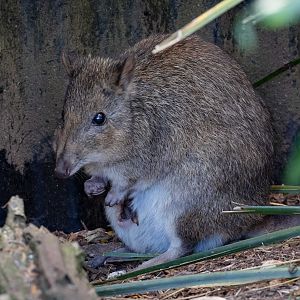 Long-nosed Potoroo with pouch young
