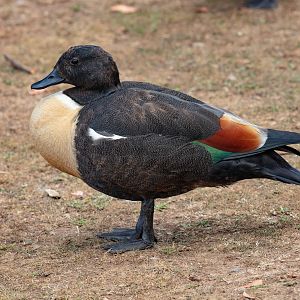 Australian Shelduck male (wild bird)