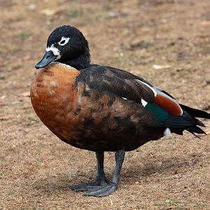 Australian Shelduck female (wild bird)