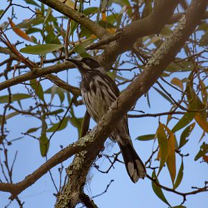 New Holland Honeyeater (wild bird)