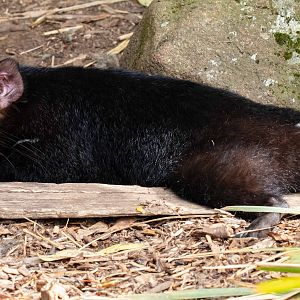 Tasmanian Devil