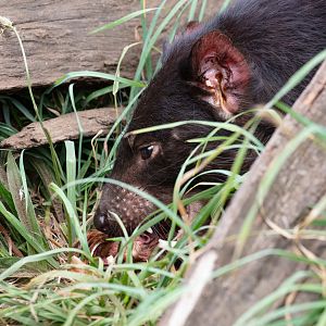 Tasmanian Devil with lunch