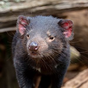 Tasmanian Devil