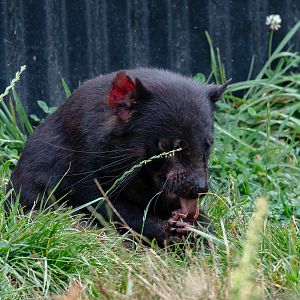 Tasmanian Devil