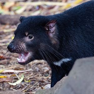Tasmanian Devil