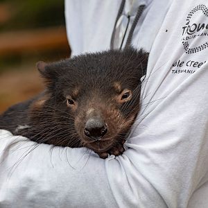 Handreared Tasmanian Devil "Mabel"