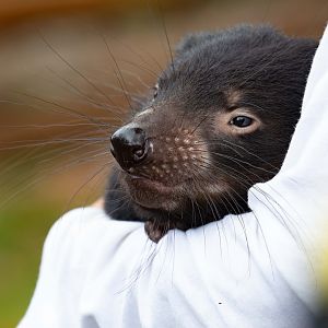 Handreared Tasmanian Devil "Mabel"