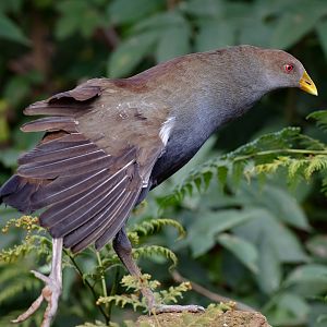 Tasmanian Native Hen (wild bird)