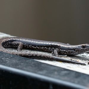 Tasmanian Tree Skink (wild lizard)