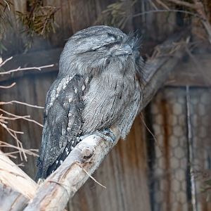 Tawny Frogmouth