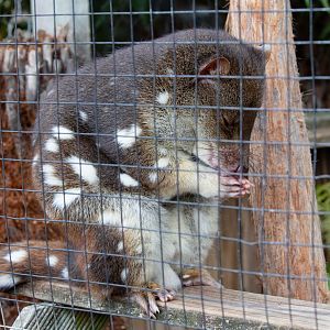 Spotted-tail Quoll