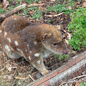 Spotted-tail Quoll