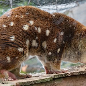 Spotted-tail Quoll