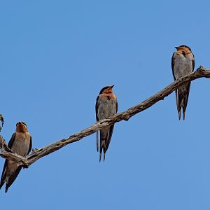 Welcome Swallows (wild birds)