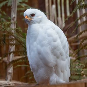 Grey Goshawk - white morph