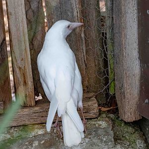 Tasmanian Magpie - white morph