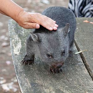Common Wombat "Ninny"