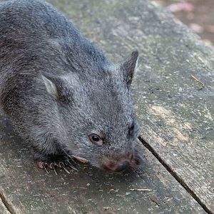 Common Wombat "Ninny"