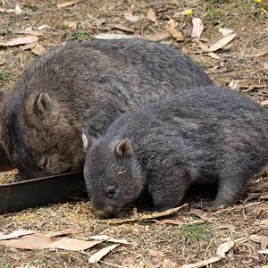 Common Wombats