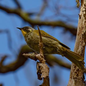 Yellow-throated Honeyeater (wild bird)