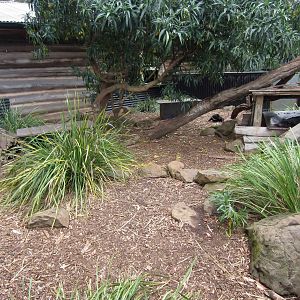 Tasmanian Devil enclosure