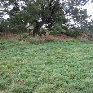 Tasmanian Devil enclosure (devil can be seen towards the back on the right