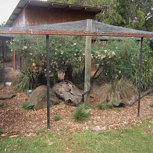 Eastern Quoll exhibits