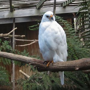 Grey Goshawk - white morph