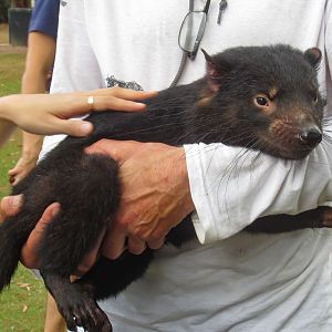 Handreared Tasmanian Devil "Mabel"