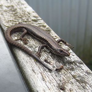 Tasmanian Tree Skink
