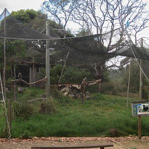 Wedgetail Eagle aviary