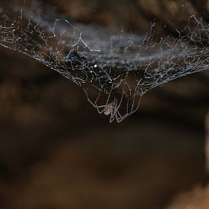 Tasmanian Cave Spider (Hickmania troglodytes)