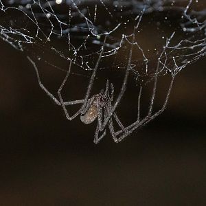 Tasmanian Cave Spider (Hickmania troglodytes)