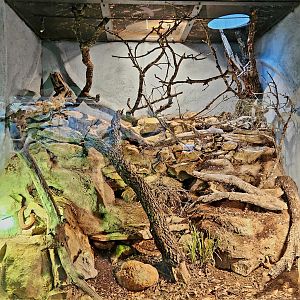 Reptilandia Reptile Lagoon - Nose-Horned Viper Exhibit