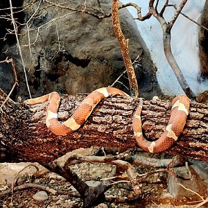 Broad-Banded Copperhead (Agkistrodon laticinctus)