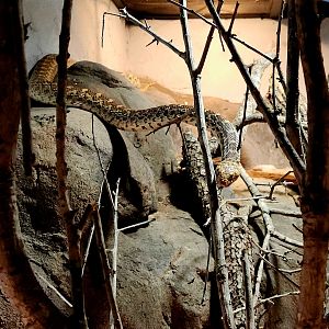 Sonoran Gopher Snake (Pituophis catenifer affinis)