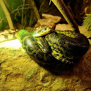 Yellow Anaconda (Eunectes notaeus) and False Water Cobra (Hydrodynastes gigas)