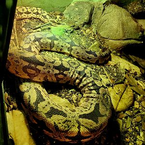 Madagascar Ground Boa (Acrantophis madagascariensis)