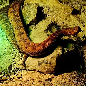 Nose-Horned Viper (Vipera ammodytes)