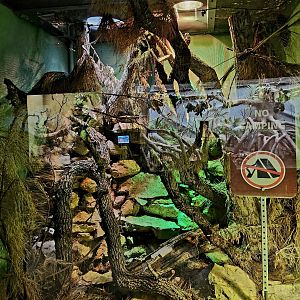 Reptilandia Reptile Lagoon - Northern Black-Tailed Rattlesnake Exhibit